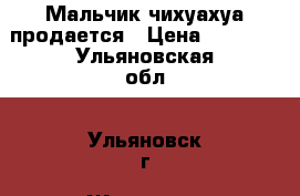 Мальчик чихуахуа продается › Цена ­ 8 000 - Ульяновская обл., Ульяновск г. Животные и растения » Собаки   